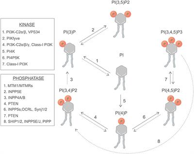 PI(3,4)P2 Signaling in Cancer and Metabolism